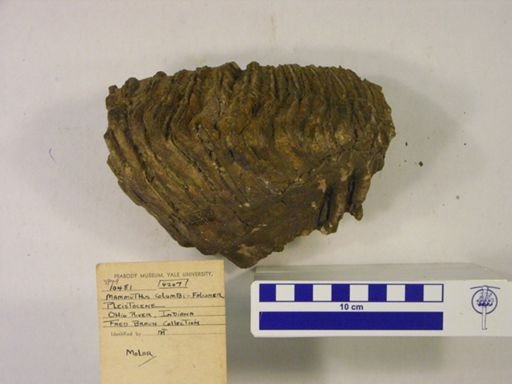 Mammuthus