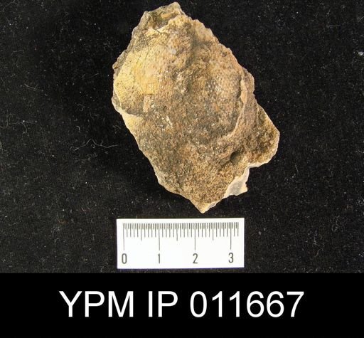 Waagenoconcha montpelierensis