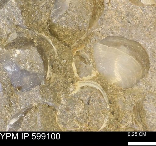 undet. Bryozoa