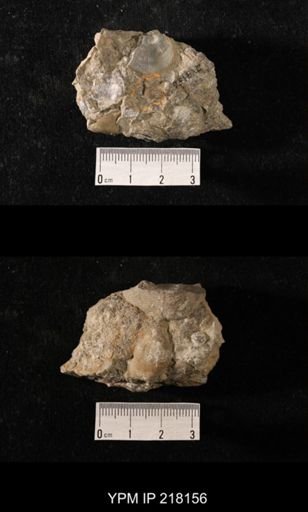 Sphaerodoma sp.