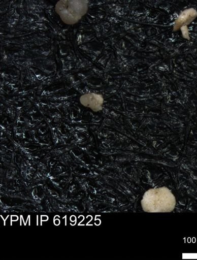 undet. Foraminiferida