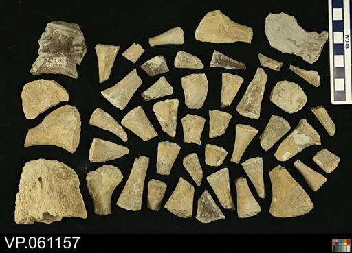 Tylosaurus sp.