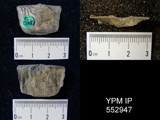Leptaena rhomboidalis