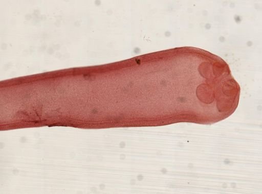 Proteocephalus
