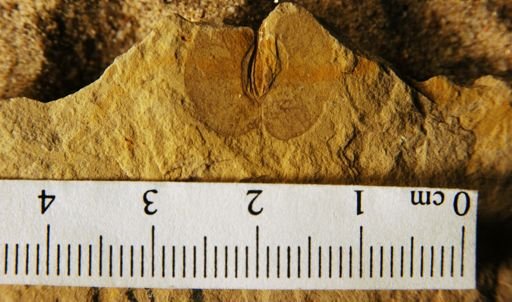 Ptelea miocenica