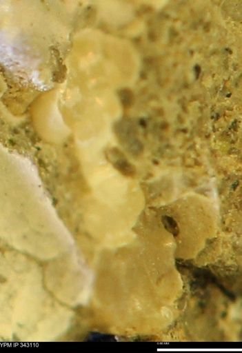undet. Scaphitidae