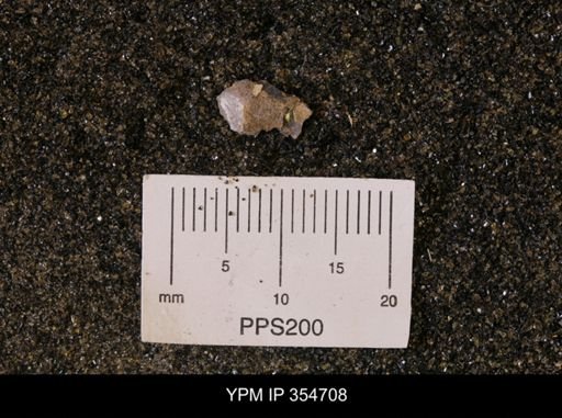 Pseudoptera subtortuosa