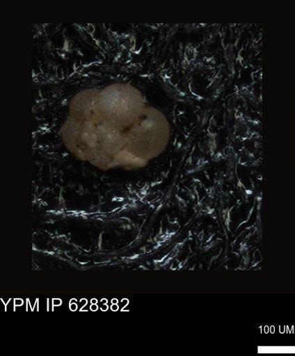 undet. Foraminiferida