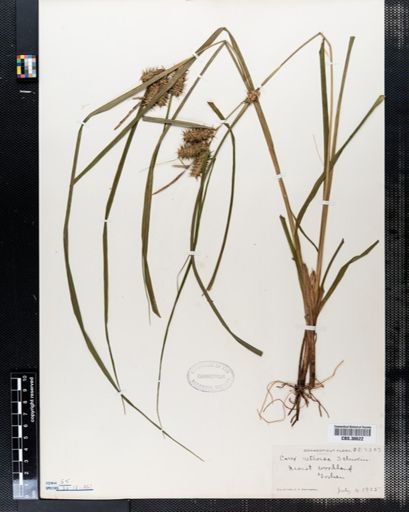 Carex retrorsa