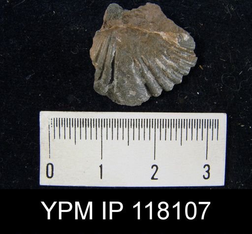 Delthyris rugaecosta