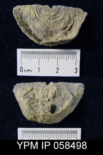 Leptaena rhomboidalis
