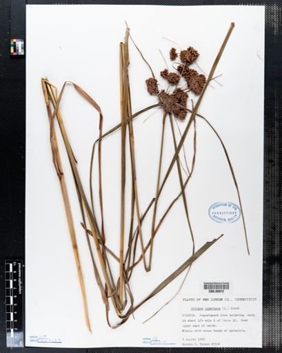 Scirpus cyperinus