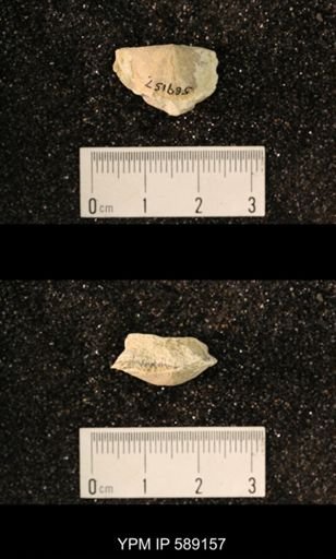 Sowerbyella sp.