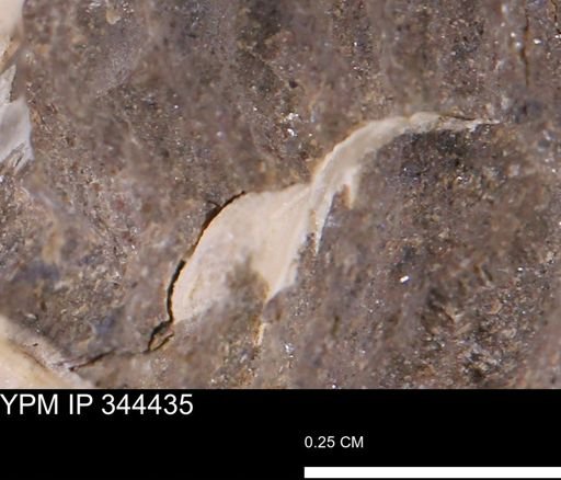 undet. Bivalvia