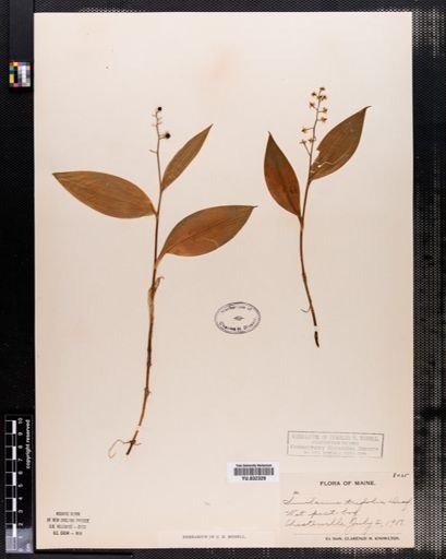 Maianthemum