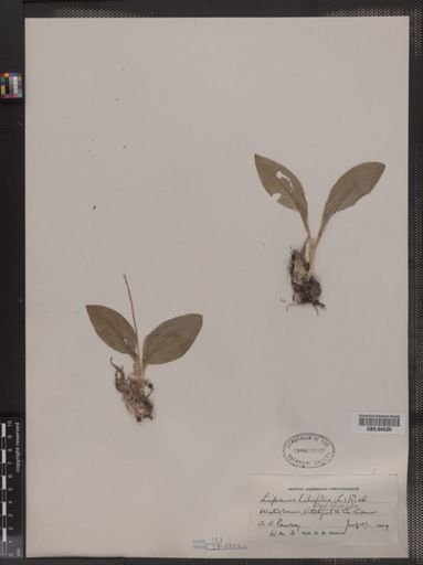 Liparis liliifolia