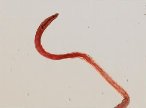 Enchytraeidae