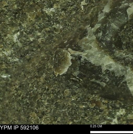 Ostrea sp.