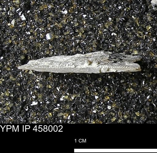 Strophodonta sp.