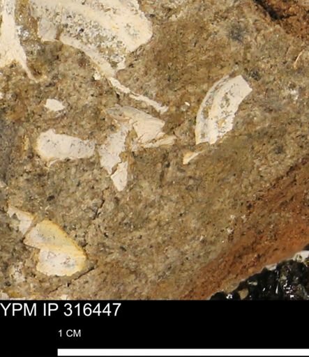 undet. Mollusca