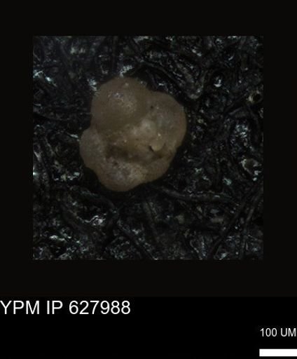 undet. Foraminiferida
