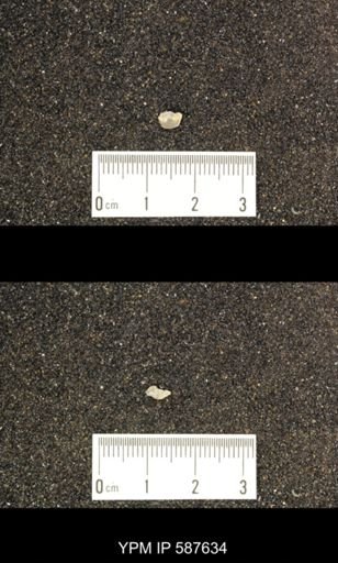Rhipidomella hybrida