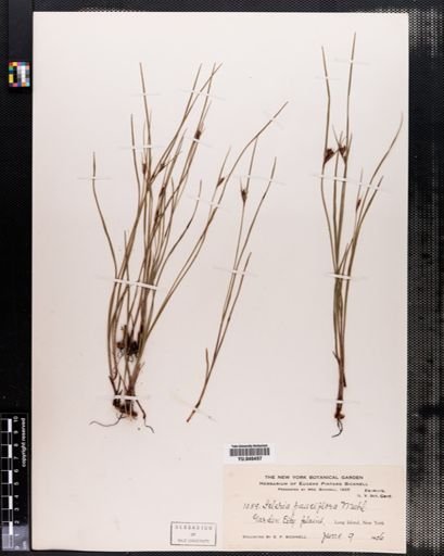 Scleria pauciflora