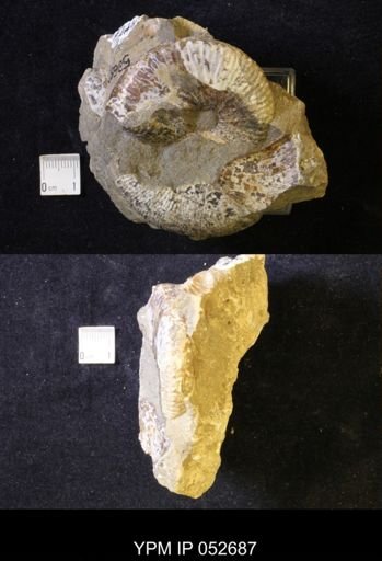 Hoploscaphites comprimus