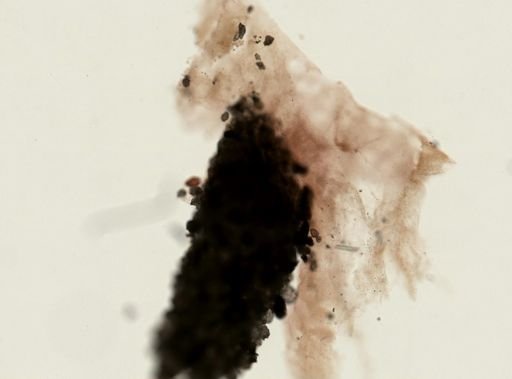 Dysidea sp.