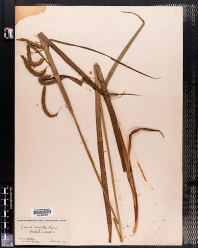 Carex crinita