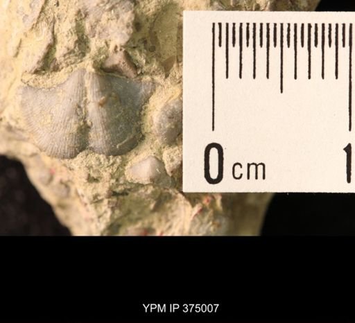 Chonetina flemingi var. alata