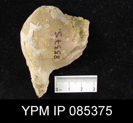 Linoproductus platyumbonus
