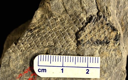 Lepidodendron