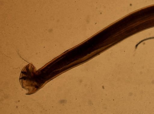 Ancylostoma caninum