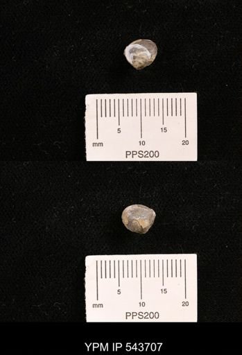 Protocardia sp.