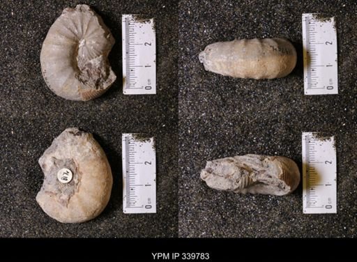 Scaphites whitfieldi
