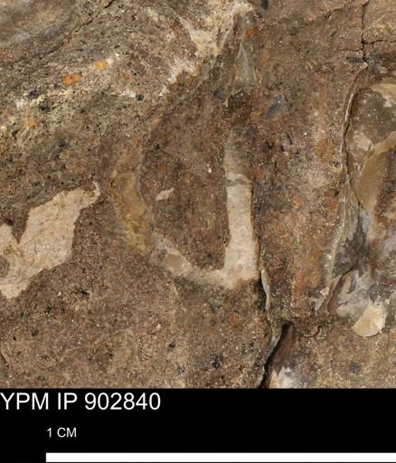 undet. Mollusca