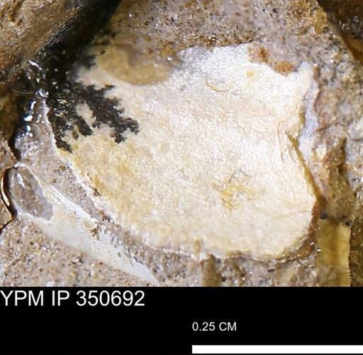 undet. Mollusca