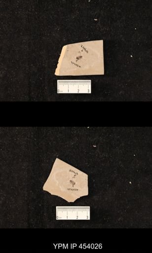 undet. Hymenoptera