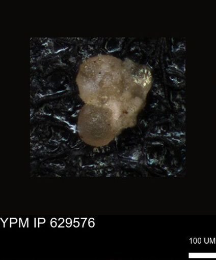 undet. Foraminiferida