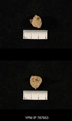 undet. Brachiopoda