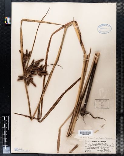 Scirpus campestris