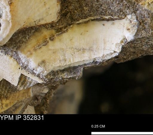 Parallelodon (Cosmetodon)?