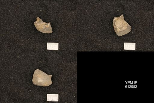 Clioscaphites vermiformis