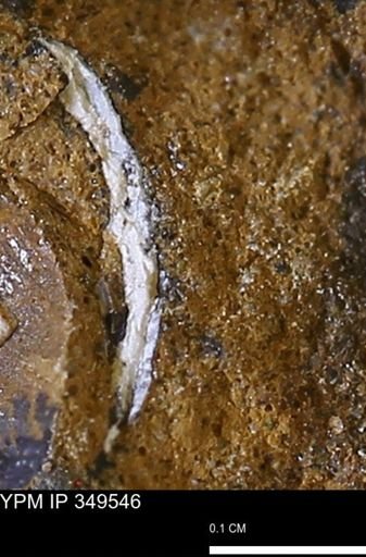 undet. Bivalvia