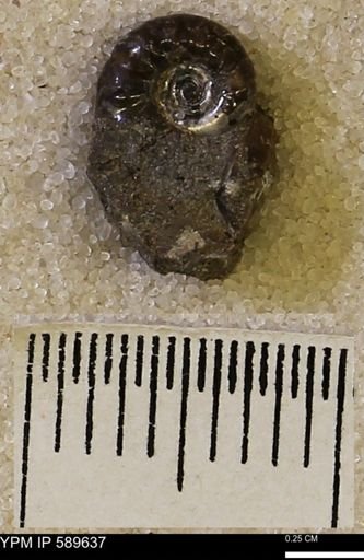 Hoploscaphites comprimus