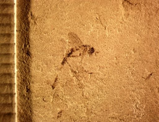undet. Diptera