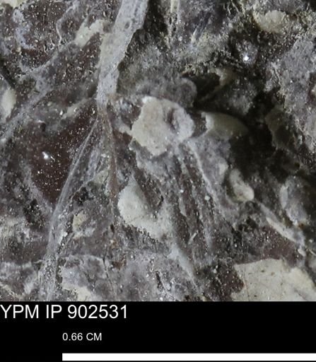 undet. Bivalvia