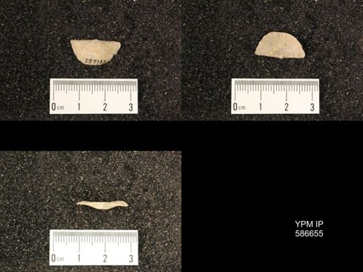 Chonetes granulifer