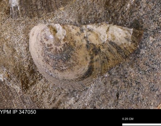 Limopsis striatopunctatus